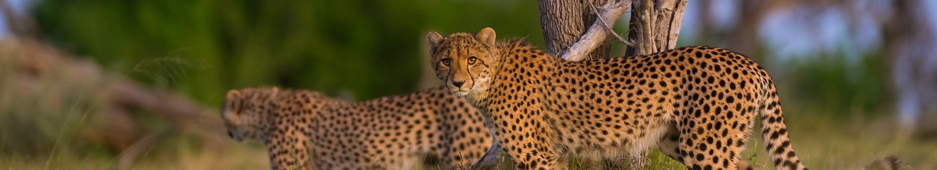 Machaba Web Rates Cheetahs On The Plain