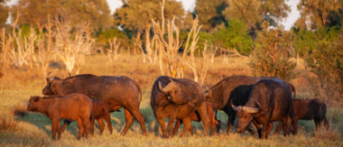 On Safari Nala Episode 16 Cta Buffalo