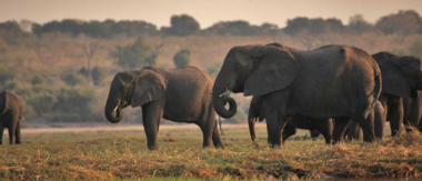 Botswana Chobe Ngoma Safari Lodge Sightings Elephants 2019 October