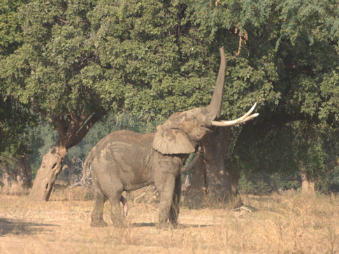 Zimbabwe Mana River Elephant 11