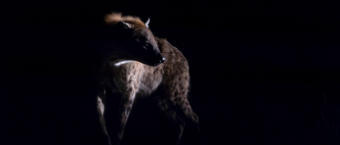 Gomoti Plains Wildlife Sightings Hyena Night Drive