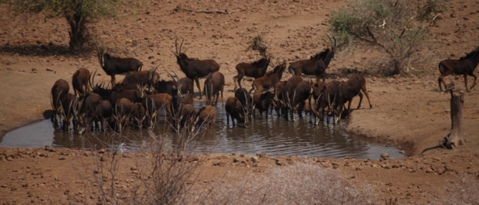 Botswana Chobe Ngoma Safari Lodge Sightings Kudus 2019 October