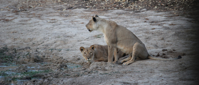Machaba Safaris Ingwe Pan Lions
