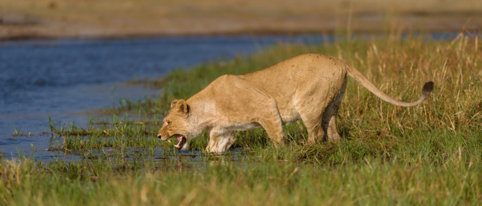 Machaba Botswana Okavango Delta Machaba Camp Sightings January 2020 Lion
